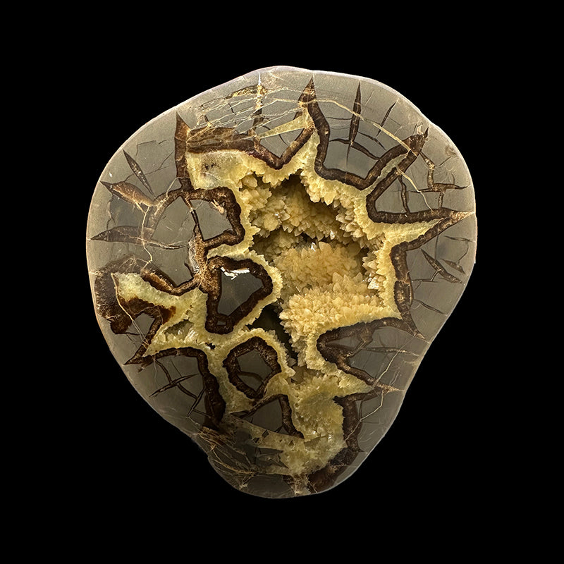 Géode Septaria 42